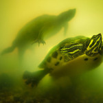 Two turtles in an aquarium.